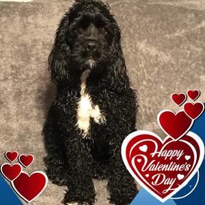 Meet your Posher, Pam